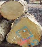 Timber pictures